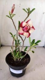 Planta Dobrada 2989 – 30cm – 02 anos - Imagem 2