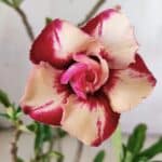 Planta Dobrada 2989 – 30cm – 02 anos