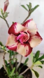 Planta Dobrada 2989 – 30cm – 02 anos