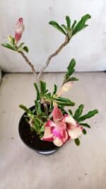 Planta Dobrada 2989 – 30cm – 02 anos - Imagem 4