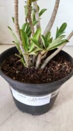 Planta Dobrada 2989 – 30cm – 02 anos - Imagem 7