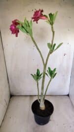 Planta Dobrada 2990 – 35cm – 02 anos - Imagem 2