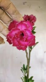 Planta Dobrada 2990 – 35cm – 02 anos