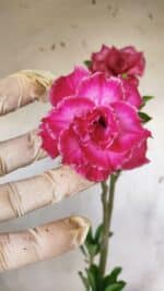 Planta Dobrada 2990 – 35cm – 02 anos - Imagem 3