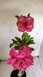 Planta Dobrada 2990 – 35cm – 02 anos - Imagem 4