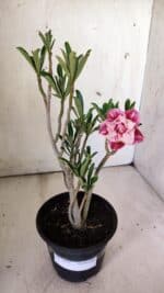 Planta Dobrada 2991 – 30cm – 02 anos - Imagem 2