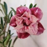 Planta Dobrada 2991 – 30cm – 02 anos