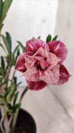 Planta Dobrada 2991 – 30cm – 02 anos