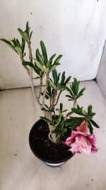 Planta Dobrada 2991 – 30cm – 02 anos - Imagem 8