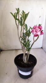 Planta Dobrada 2991 – 30cm – 02 anos - Imagem 7