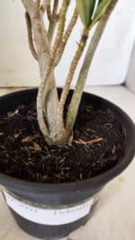 Planta Dobrada 2991 – 30cm – 02 anos - Imagem 6