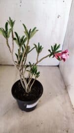 Planta Dobrada 2991 – 30cm – 02 anos - Imagem 5