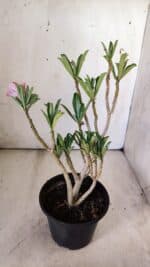 Planta Dobrada 2991 – 30cm – 02 anos - Imagem 4