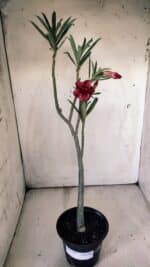 Planta Dobrada 2992 – 30cm – 02 anos - Imagem 2