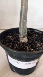 Planta Dobrada 2992 – 30cm – 02 anos - Imagem 7