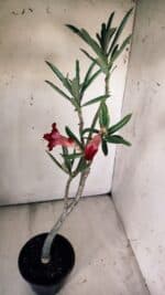 Planta Dobrada 2992 – 30cm – 02 anos - Imagem 6