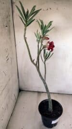 Planta Dobrada 2992 – 30cm – 02 anos - Imagem 5