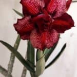 Planta Dobrada 2992 – 30cm – 02 anos