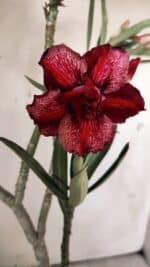 Planta Dobrada 2992 – 30cm – 02 anos