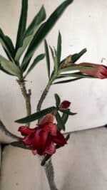 Planta Dobrada 2992 – 30cm – 02 anos - Imagem 4