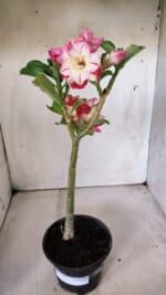 Planta Dobrada 2993 – 30cm – 02 anos - Imagem 2