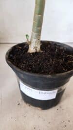 Planta Dobrada 2993 – 30cm – 02 anos - Imagem 5