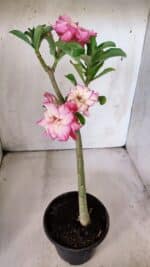 Planta Dobrada 2993 – 30cm – 02 anos - Imagem 4