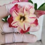 Planta Dobrada 2993 – 30cm – 02 anos