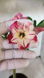 Planta Dobrada 2993 – 30cm – 02 anos