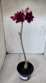 Planta Dobrada 2994 – 35cm – 02 anos - Imagem 2