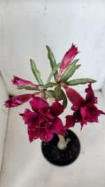 Planta Dobrada 2994 – 35cm – 02 anos - Imagem 4