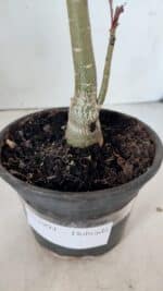 Planta Dobrada 2994 – 35cm – 02 anos - Imagem 9