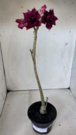 Planta Dobrada 2994 – 35cm – 02 anos - Imagem 8
