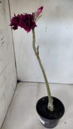 Planta Dobrada 2994 – 35cm – 02 anos - Imagem 7