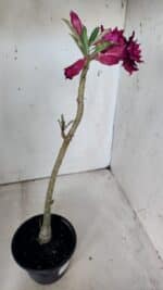 Planta Dobrada 2994 – 35cm – 02 anos - Imagem 6