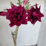 Planta Dobrada 2994 – 35cm – 02 anos