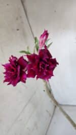 Planta Dobrada 2994 – 35cm – 02 anos - Imagem 5