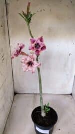 Planta Dobrada 2995 – 30cm – 02 anos - Imagem 2