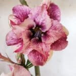 Planta Dobrada 2995 – 30cm – 02 anos