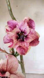 Planta Dobrada 2995 – 30cm – 02 anos