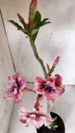 Planta Dobrada 2995 – 30cm – 02 anos - Imagem 4