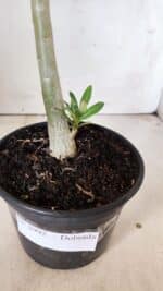 Planta Dobrada 2995 – 30cm – 02 anos - Imagem 8