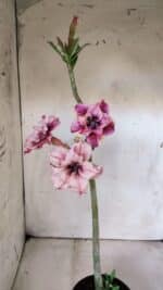 Planta Dobrada 2995 – 30cm – 02 anos - Imagem 7