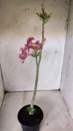 Planta Dobrada 2995 – 30cm – 02 anos - Imagem 6