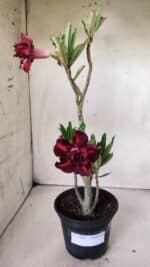 Planta Dobrada 2996 – 30cm – 02 anos - Imagem 2