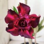 Planta Dobrada 2996 – 30cm – 02 anos