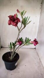 Planta Dobrada 2996 – 30cm – 02 anos - Imagem 4