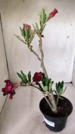 Planta Dobrada 2996 – 30cm – 02 anos - Imagem 5