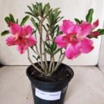 Planta Dobrada 2997 – 30cm – 02 anos