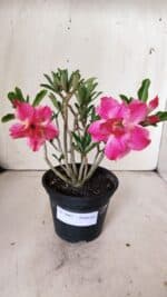 Planta Dobrada 2997 – 30cm – 02 anos